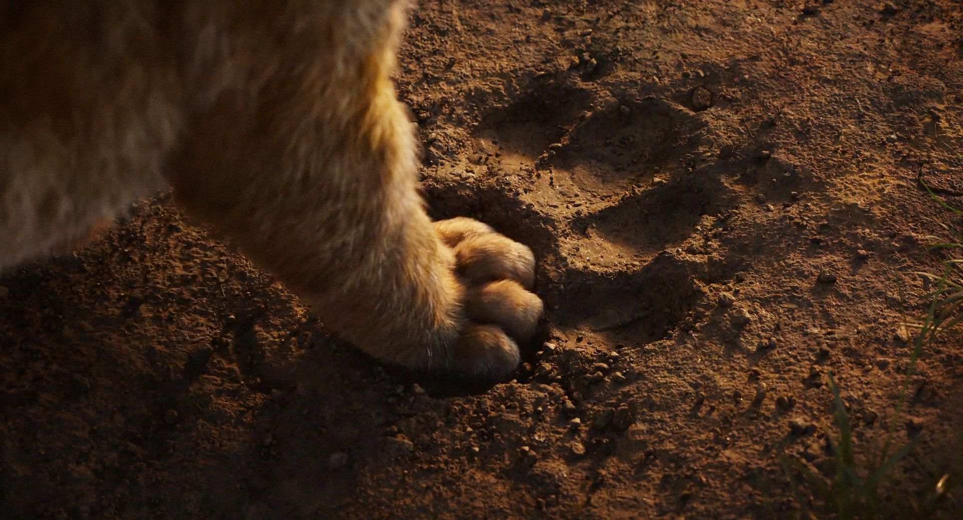 The Lion King liệu có thể làm nên kỳ tích như những tác phẩm live-action khác của Disney không vẫn là câu hỏi lớn nhưng không khó để trả lời. Ảnh: Disney